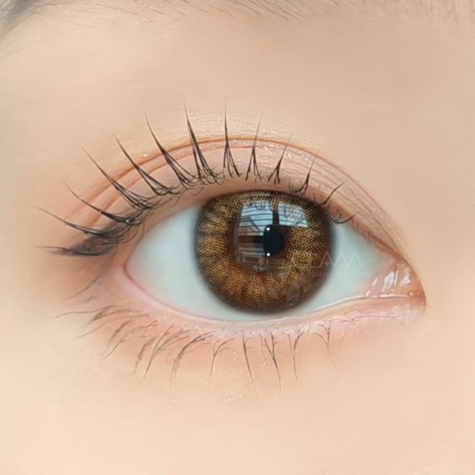 No.1 Hazel